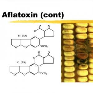 How Concerned Should I Be About Aflatoxins in Peanut Butter?